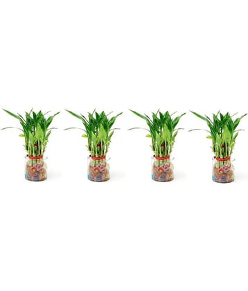 Green plant indoor - Green Wild Artificial Flowers With Pot ( Pack of 4 )