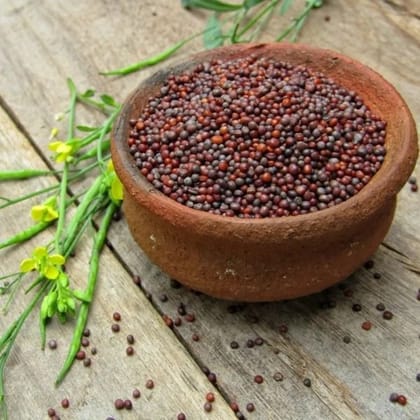 Mustard Seeds - 1 kg