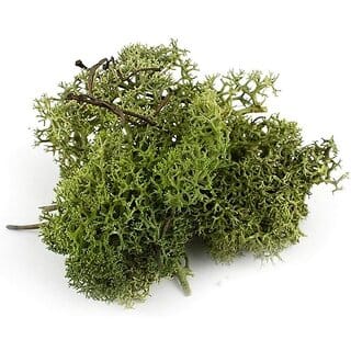 De Gardenia Preserved Reindeer Moss Natural Multicolored Moss for Crafts DIY Arts Home and Office Wall Decor  Bulk 100g to 1000g Packs (Deep Green 300g)