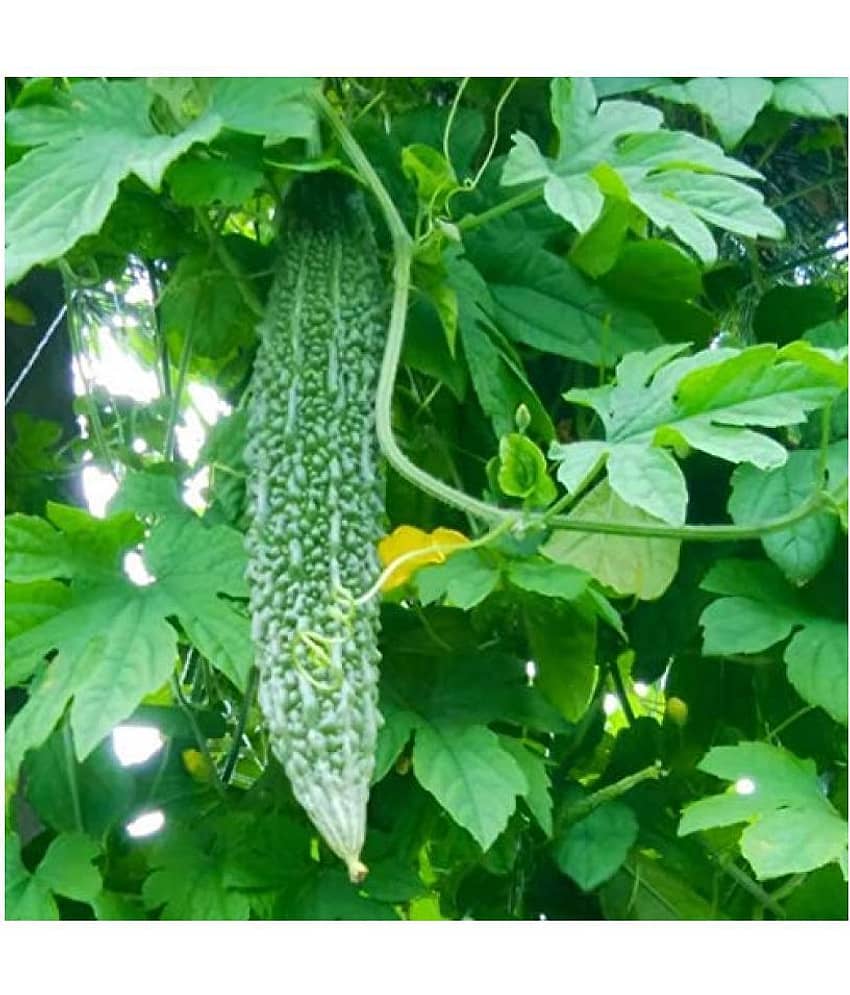 BitterGroud(Karela) INDO American F1 HYBRID – INDAM