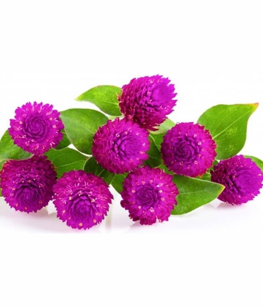 Gomphrena purple seeds Flower 20 Seeds