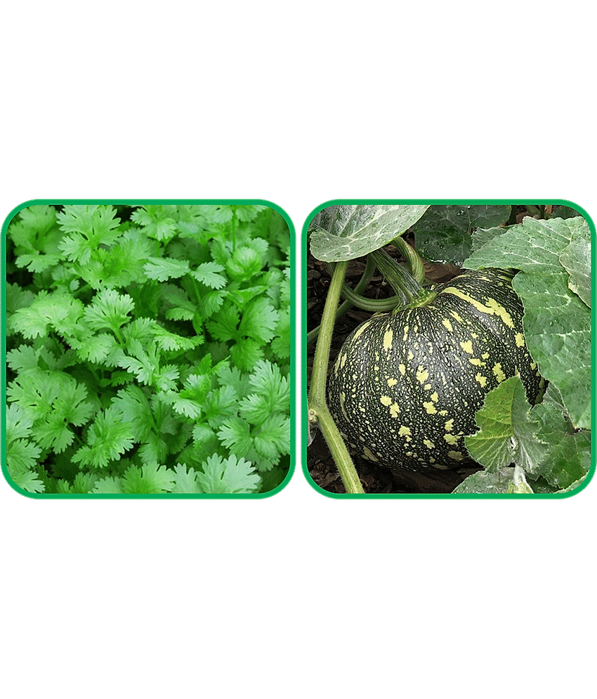 Aero Seeds Pumpkin ( 30 Seeds) And Coriander (200 Seeds) Vegetable Seeds Pack