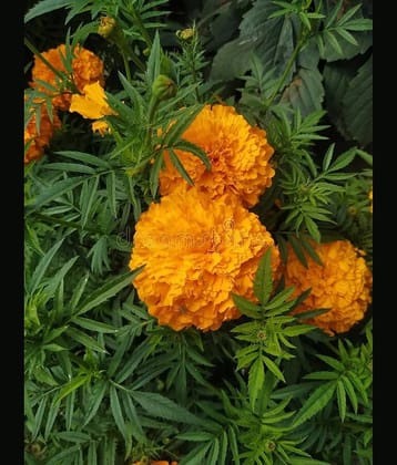 HN organic seed - Marigold Flower ( 50 Seeds )