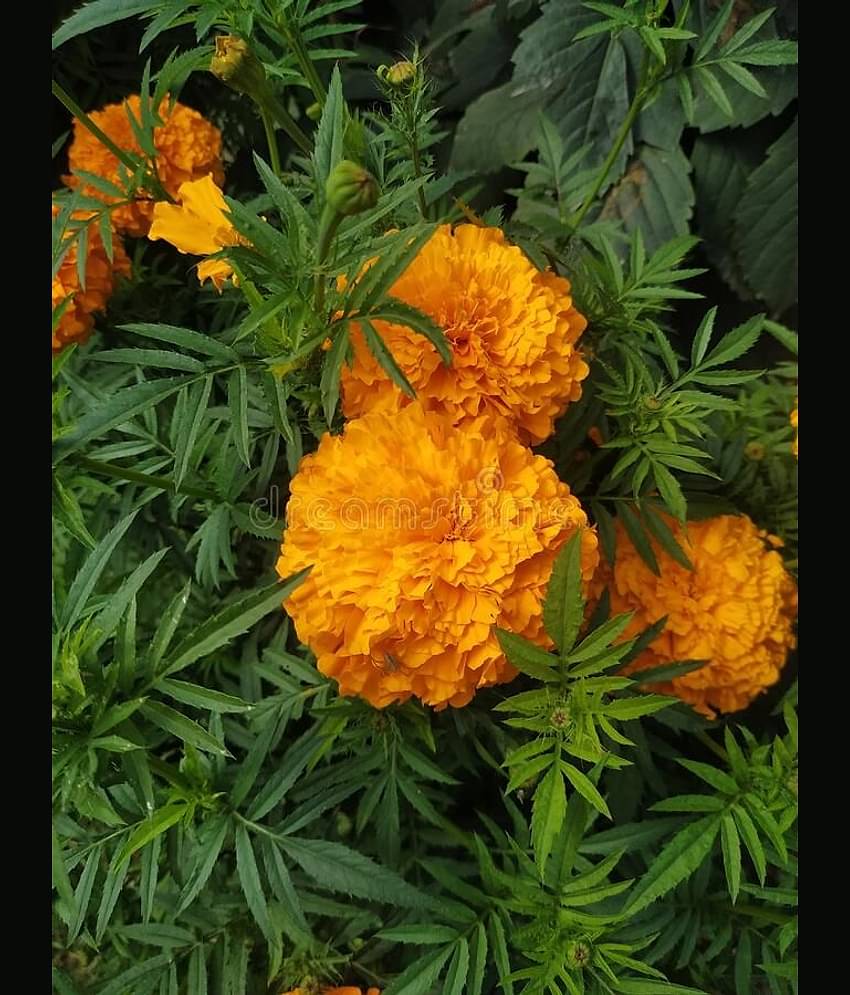HN organic seed - Marigold Flower ( 50 Seeds )
