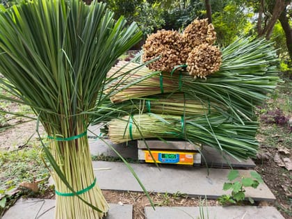 Fresh Lemongrass Sticks