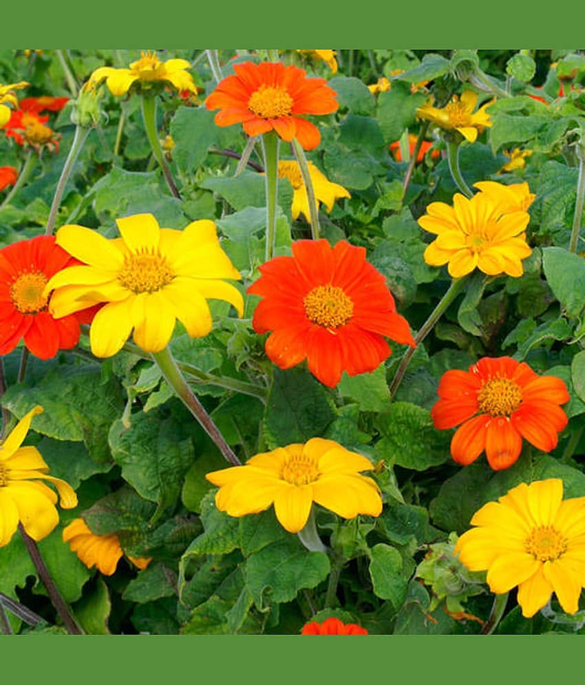 Tithonia mix type flower plant 30 seeds pack with cocopeat and user manual