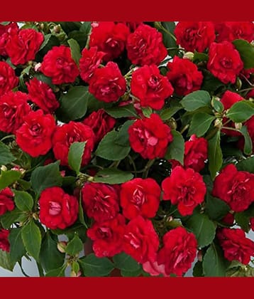 homeagro - Balsam Mixed Flower ( 20 Seeds )