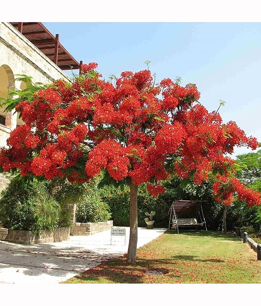 Gulmohar ornamental flower tree beautiful plant 15 seeds pack with free potting soil and user manual for outdoor