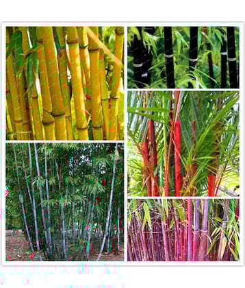Creative Farmer Colorful Garden Bamboo Combo Pack - 10 Seeds
