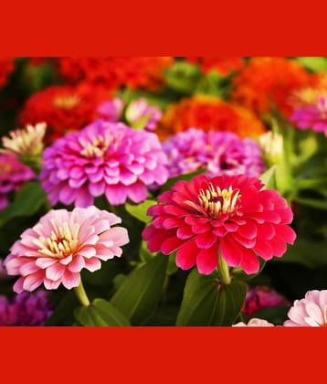 LiveNature Zinnia Mixed Flower ( 100 Seeds )