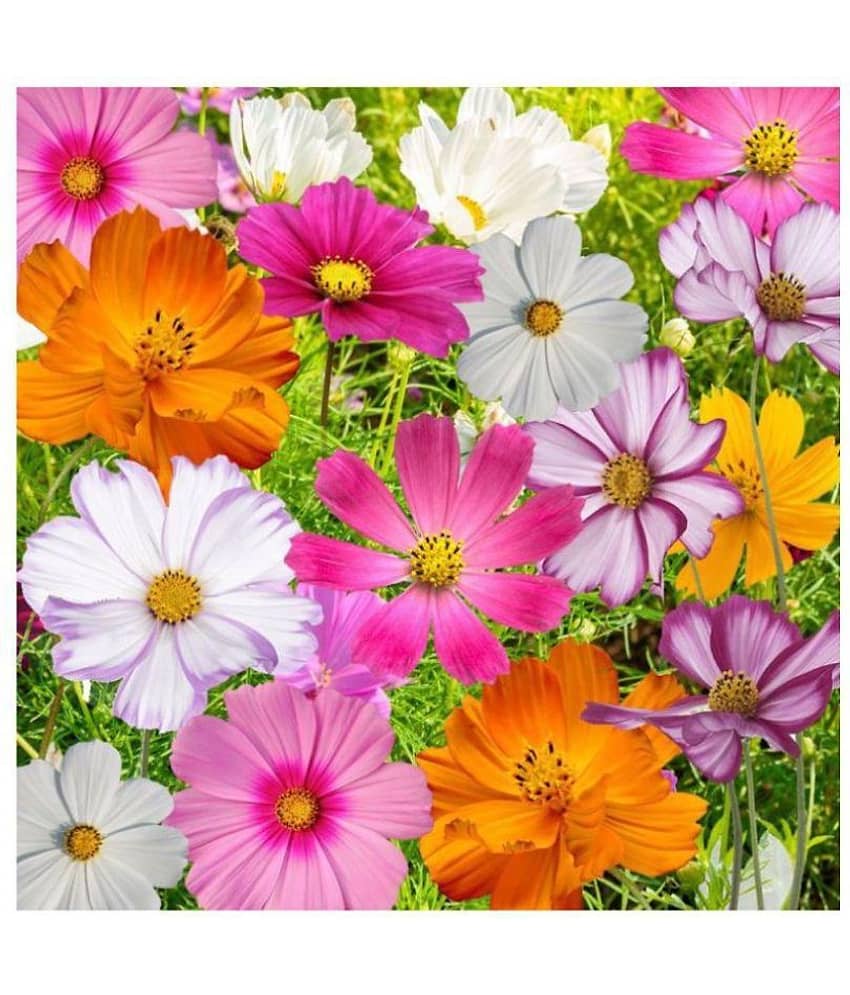 R-DRoz Cosmos Flowers Mixed Colour Premium Seeds - Pack of 30 Seeds
