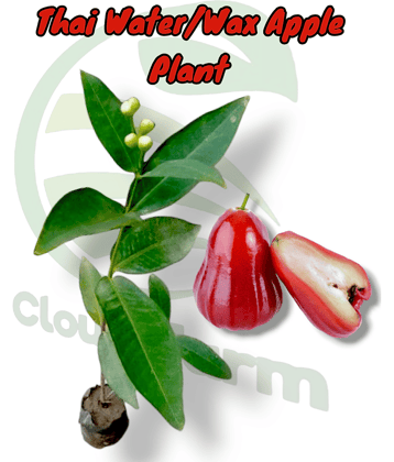 Cloud Farm Outdoor Fruit Plant ( Pack of 1 )