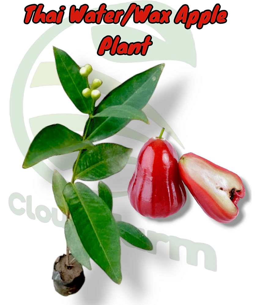 Cloud Farm Outdoor Fruit Plant ( Pack of 1 )