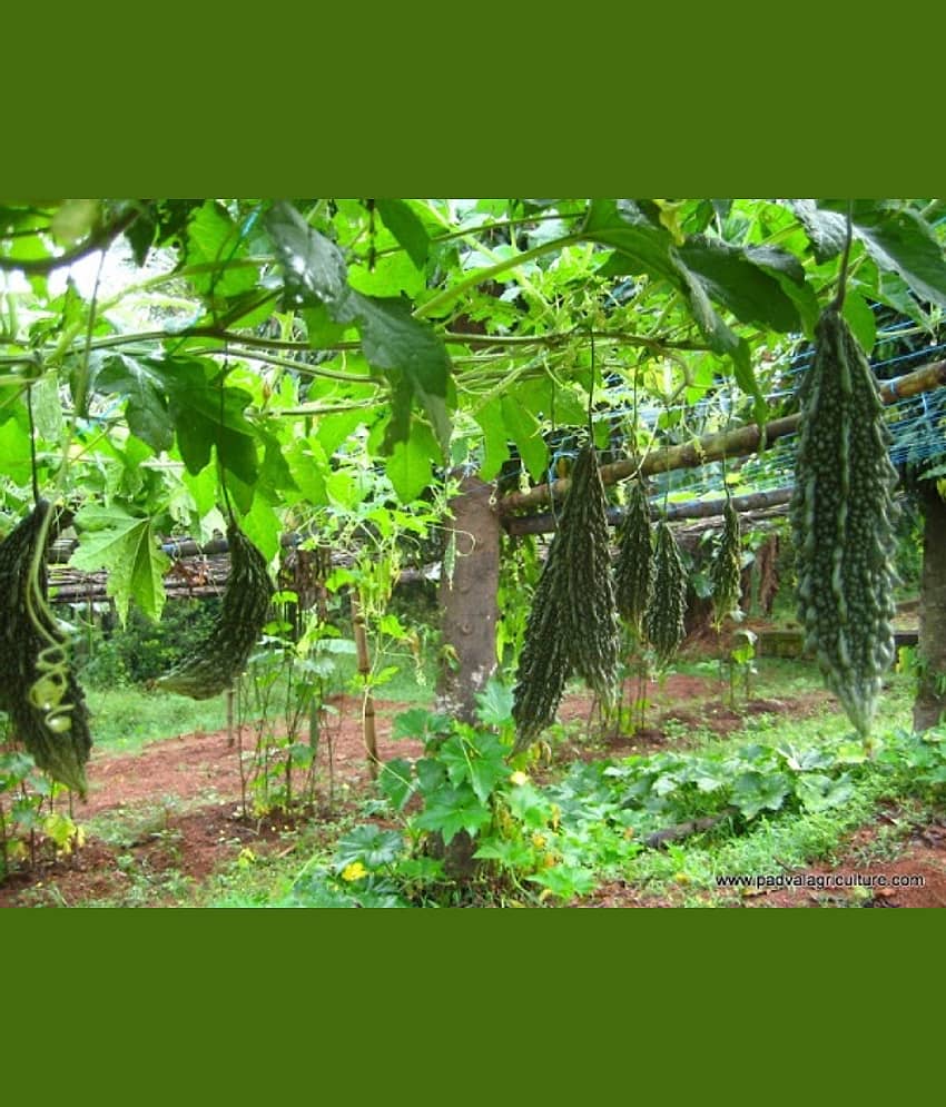 homeagro - Bitter Gourd Vegetable ( 20 Seeds )