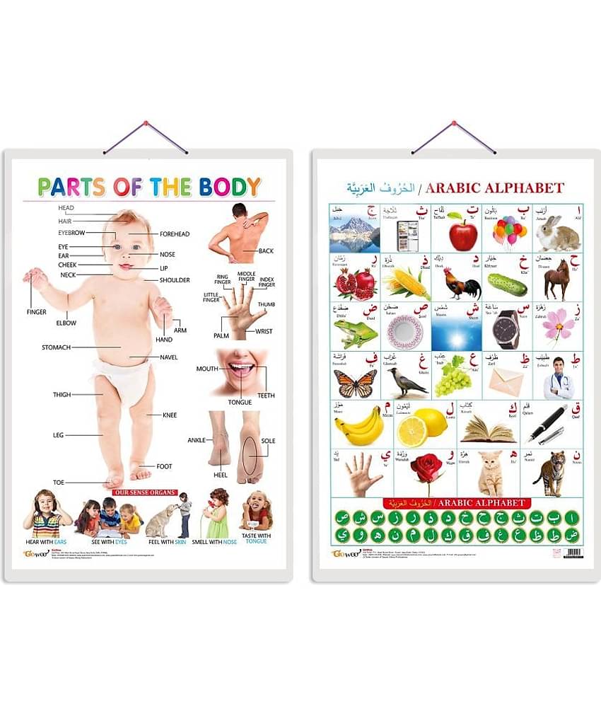 Set of 2 Parts of the Body and Arabic Alphabet (Arabic) Early Learning Educational Charts for Kids | 20"X30" inch |Non-Tearable and Waterproof | Double Sided Laminated | Perfect for Homeschooling, Kindergarten and Nursery Students