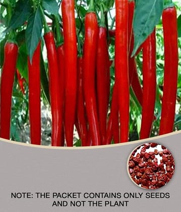 Recron Seeds - Chilli Vegetable ( 50 Seeds )