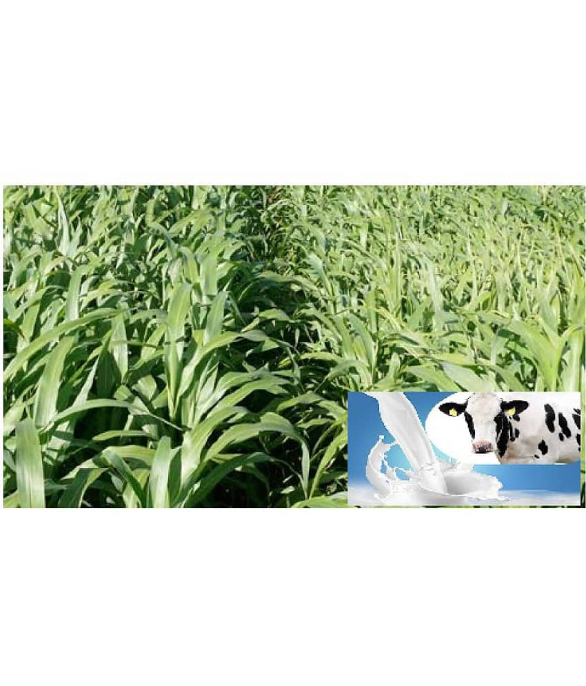 CLASSIC GREEN EARTH Jumbo grass 200 seeds best for animal feeding