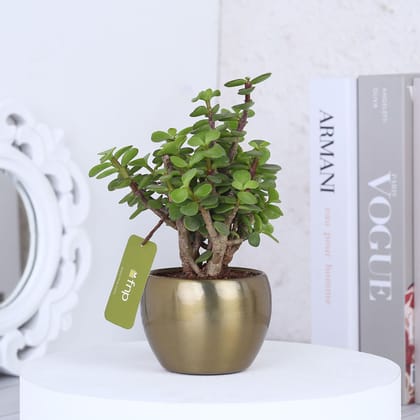 Money Plant In Colourful Rajwada Printed Pot