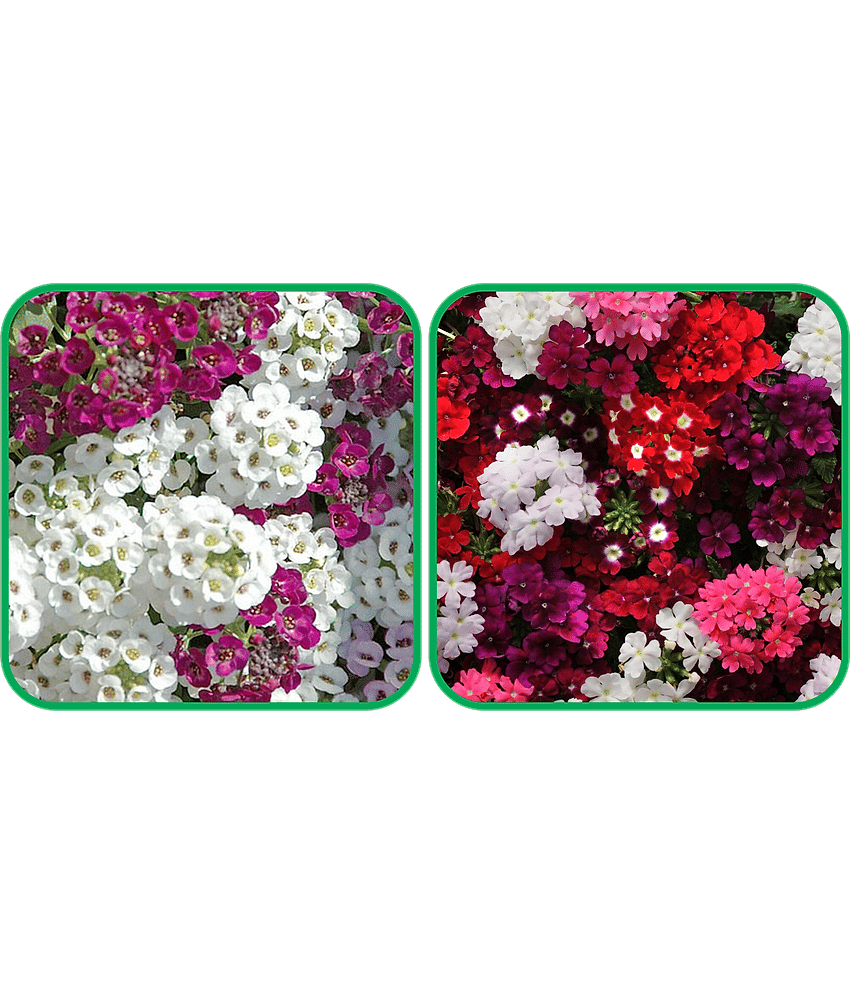 Aero Seeds Verbena Mix Color (50 Seeds) And Alyssum Mix Color (50 Seeds) Flower Seeds Pack