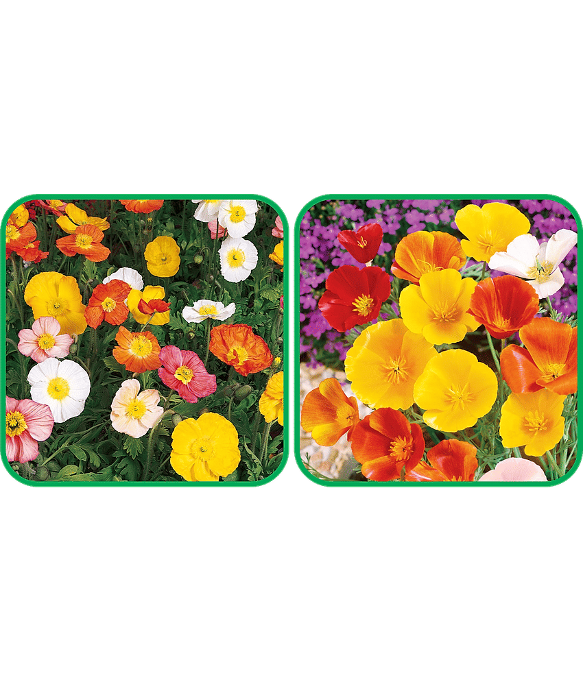 Aero Seeds Poppy California Mix Color (50 Seeds) And Poppy Iceland Mix Color (50 Seeds) Flower Seeds Pack