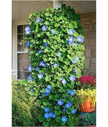 SHOP 360 GARDEN Morning Glory Heavenly Blue Climbing Flower Seeds - Pack of 50 Seeds