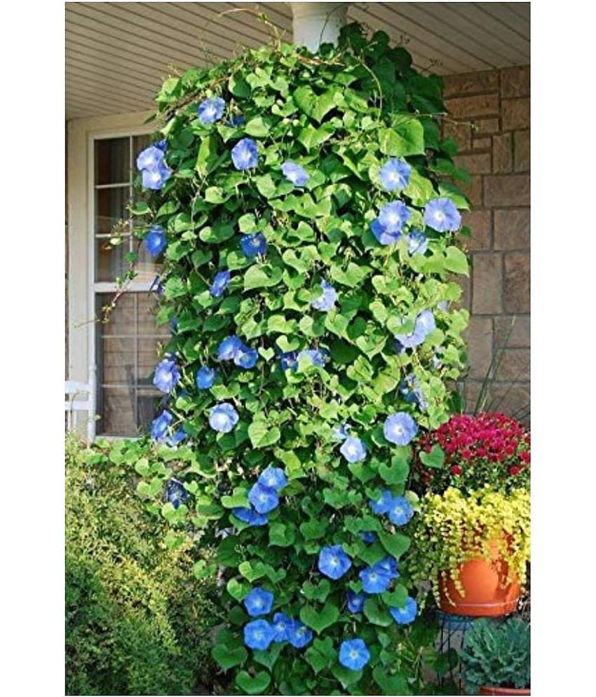 SHOP 360 GARDEN Morning Glory Heavenly Blue Climbing Flower Seeds - Pack of 50 Seeds