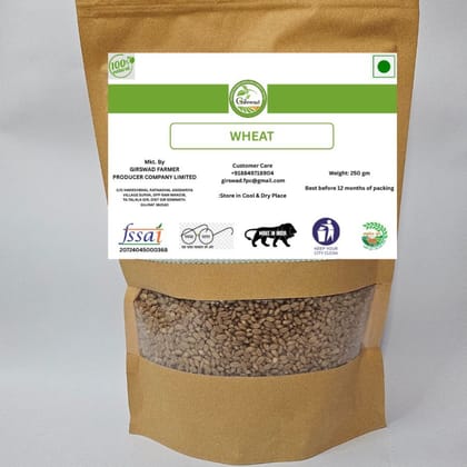 Girswad Wheat Grains - 250 gm - 250 gm - One pack of Wheat grains