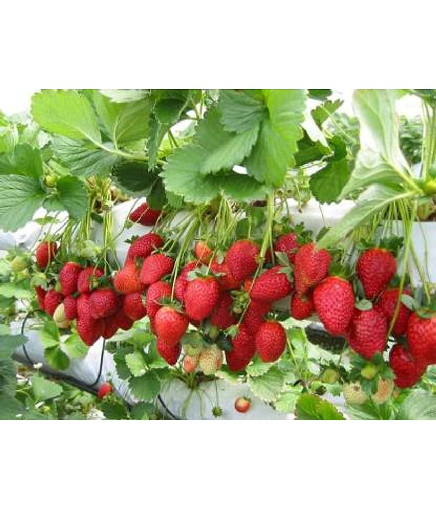Hybrid Alpine Strawberry Fragaria seeds