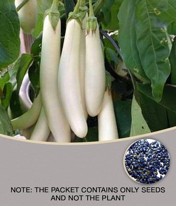 homeagro - Brinjal Vegetable ( 50 Seeds )