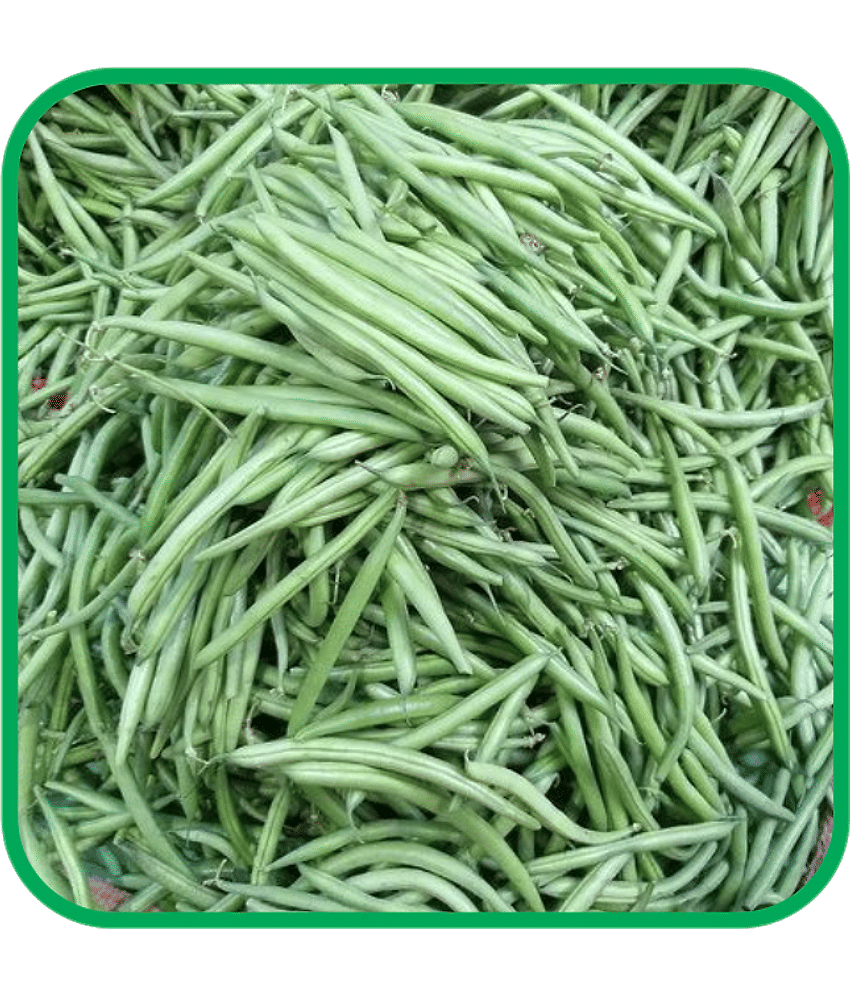 Aero Seeds French Beans Pack of 30 Seeds