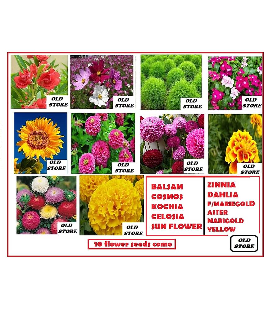 10 FLOWERS SEEDS COMBO MORE THAN 200 SEEDS PACK WITH FREE COCO PEAT AND USER MANUAL FOR GARDENING USE (DAHLIA,ZINNIA,FRENCH MARIEGOLD, GIANT YELLOW MARIEGOLD,CELOSIA,COSMOS,VERBENA,LUPIN,SUNGOLD,ASTER)