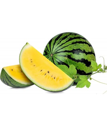 HN organic seed - Watermelon Fruit ( 5 Seeds )