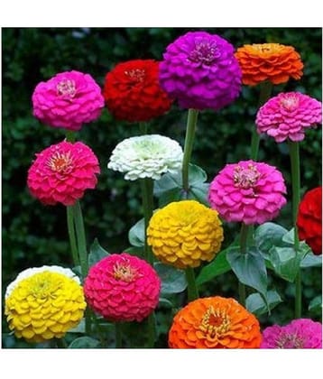 CLASSIC GREEN EARTH - Zinnia Flower ( 50 Seeds )