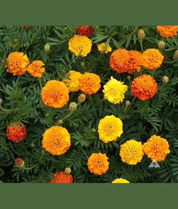 French mariegold 100 seeds pack with free Free cocopeat and user manual for your garden