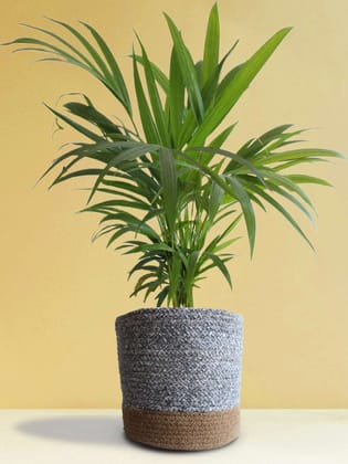 Areca Palm (X-Large)