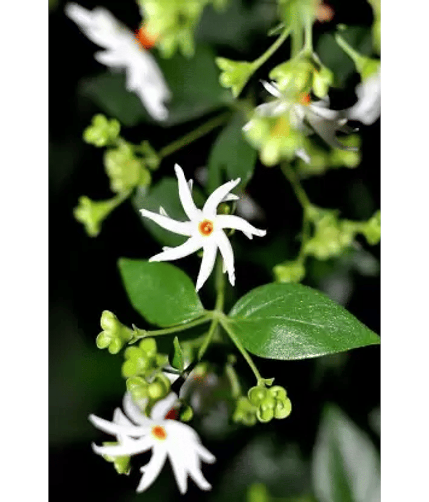 CLASSIC GREEN EARTH - Harsingar Flower ( 45 Seeds )