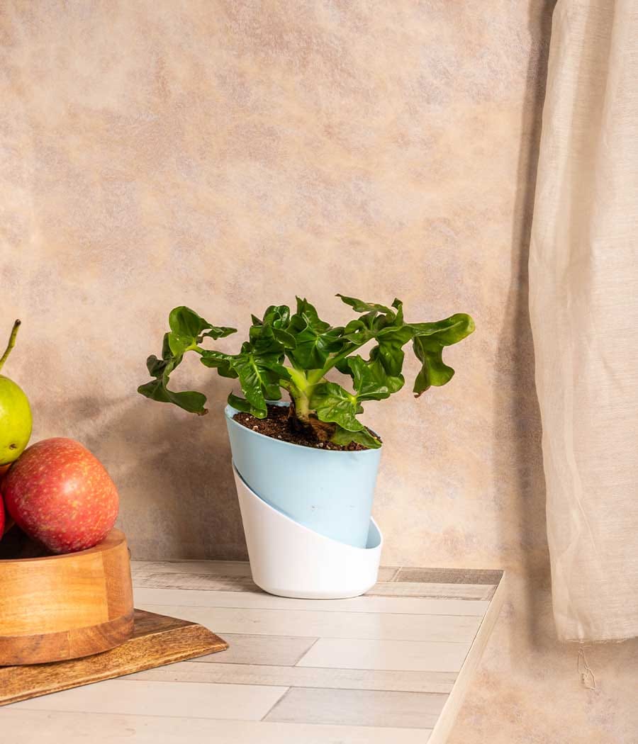 Philodendron Atom in Self Watering Planter