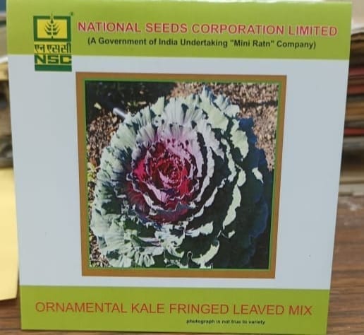 NSC Ornamental Kale Fringed Leaved Mix Seed