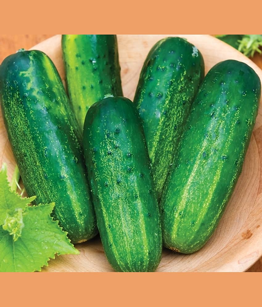 Green Cucumber Long (Khira, Kakdi ke beej) Vegetable Seeds Pack Of 50 | Organic | for Planting in Home Kitchen Terrace Balcony Gardening