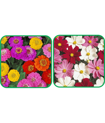 Aero Seeds Cosmos Mix Color (50 Seeds) And Zinnia Mix Color (50 Seeds)Flower Seeds Pack