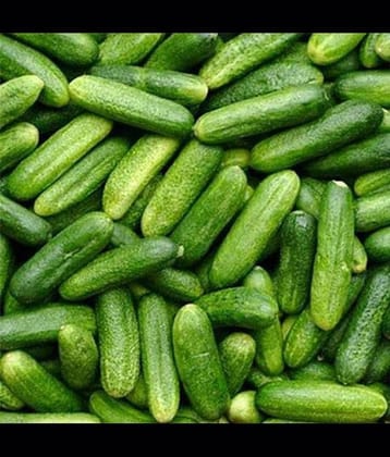 Infintegreen Cucumber Vegetable ( 100 Seeds )