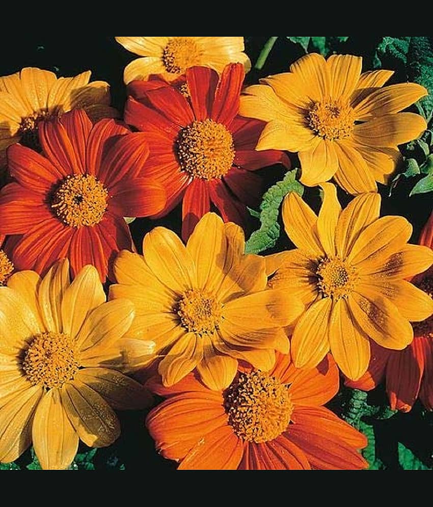 Floriculture Greens Tithonia Mix Color Flower (Mexican Sunflower) Seeds For Home Gardening Planting 50 SEEDS