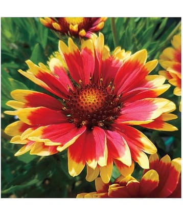 Glardia summer flower seeds for home garden good for summer season