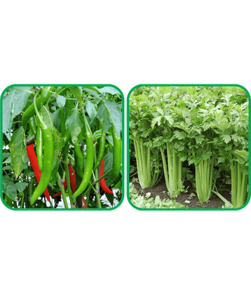 Aero Seeds Celery ( 100 Seeds) And Chilli (50 Seeds) Vegetable Seeds Pack