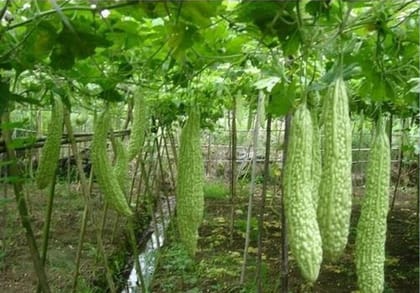 Bitter Gourd White Desi Vegetable Seed Pack Of  15