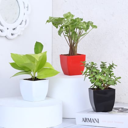 Money Jade Syngonium Plant Set