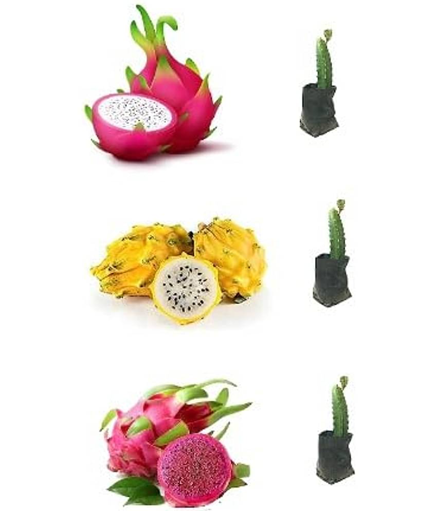 Cloud Farm Outdoor Fruit Plant ( Pack of 3 )