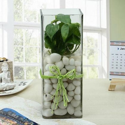 Fashionable Money Plant Terrariums