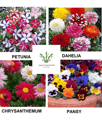 petunia + dahelia +chrysanthemum + pany 100 + seeds with cocopeat