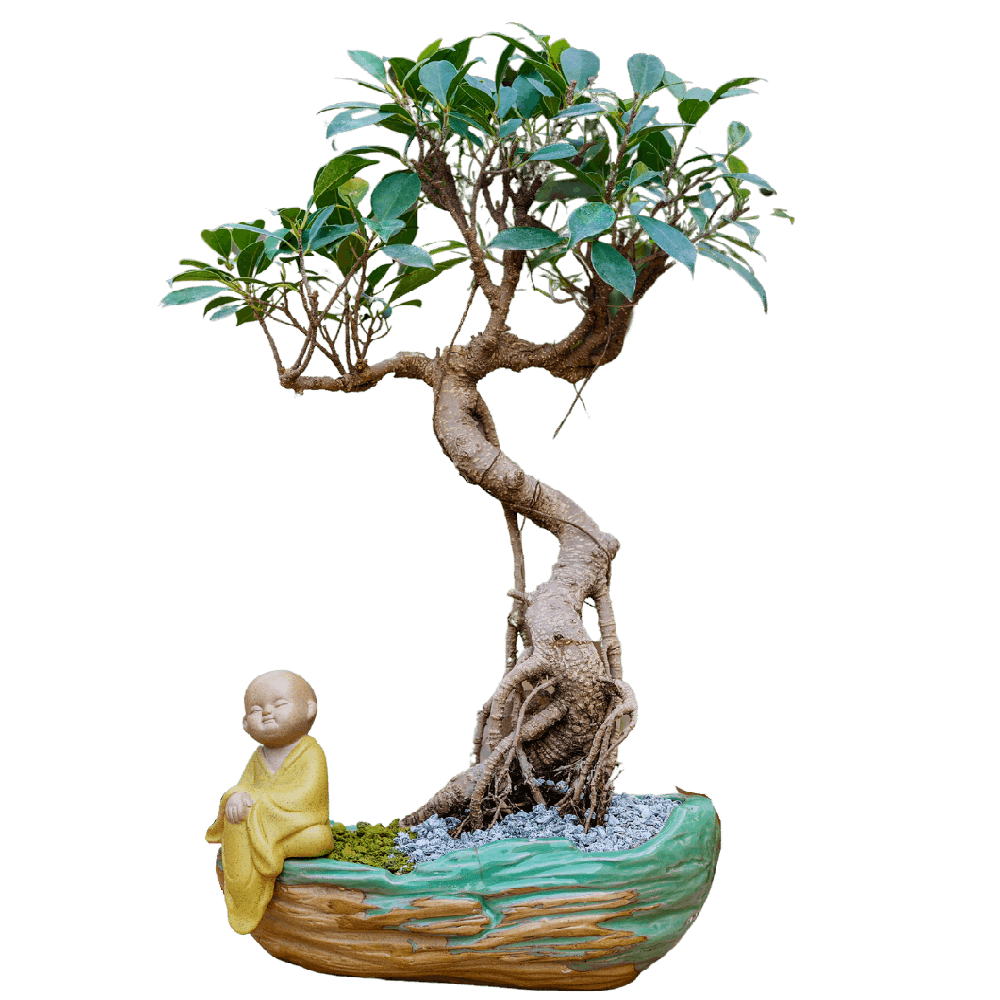 Birthright || Ficus S Shape || Plant - Flowers | Buy online on ZillyBuy